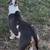 Puppies American bully 4 thumbnail