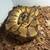 2 Ball python snakes with cages 1 thumbnail