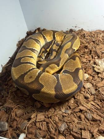 2 Ball python snakes with cages 1