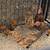 Purebred Roosters/Welsh Harlequin drakes 9 thumbnail