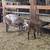 Ewe Lambs 6 thumbnail