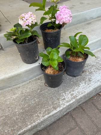 Hydrangea plants 1