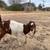 Doeling goat 7 thumbnail