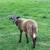 Katahdin Rams 3 thumbnail