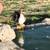 Muscovy Ducks 15 thumbnail