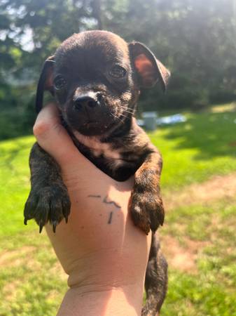 Chihuahua (Chillicothe)