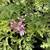 Gorgeous Scented Geranium - Mosquito Repellent Available Now 3 thumbnail