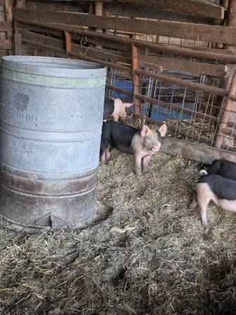 Feeder pigs 1