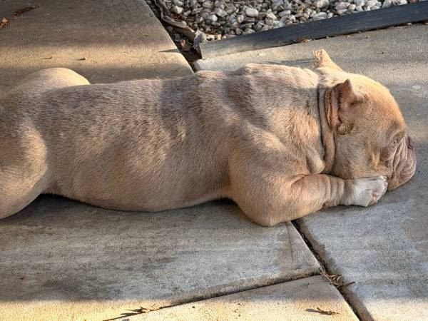 Micro bully 1
