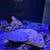 Fish tank Frontosa 1 thumbnail