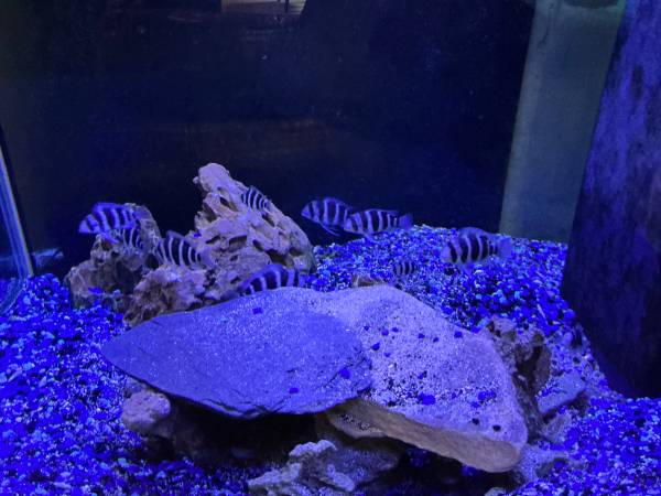 Fish tank Frontosa 1