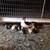 28 Muscovy Ducklings For Sale 8 thumbnail