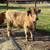 Mini cattle // Mini moos 9 thumbnail
