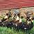 Ducks 1 thumbnail