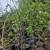 apple trees 3 thumbnail