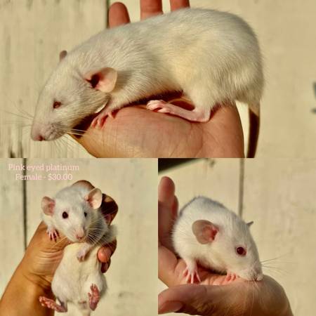 Pet rats (Oakley)5759191509532774410