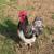 Hens and roosters 2 thumbnail