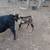 Nubian billy 2 thumbnail