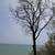 Tree removal & tree pruning 2 thumbnail