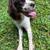 Springer spaniel for rehoming 2 thumbnail