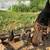 Baby Turkeys 1 thumbnail