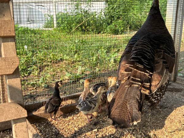 Baby Turkeys 1