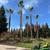 tree , stump/root removal & palm tree services! 1 thumbnail