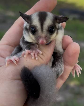 Sugar glider 1