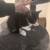 8 week old kittens 4 thumbnail