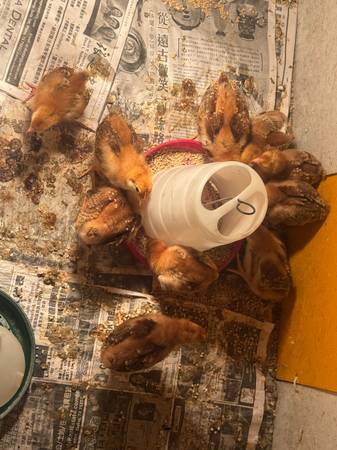 Chicks available 1