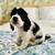 Cocker Spaniel 1 thumbnail