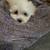 Maltese 6 thumbnail