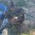 Pullets 2 thumbnail