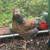 Roosters 3 thumbnail