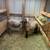 Katahdin Rams 5 thumbnail