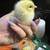 Easter Egger Chicks 4 thumbnail