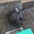 New Zealand bunnies 4 thumbnail