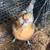 Americana hen 2 thumbnail