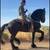 Friesian stallion 2 thumbnail
