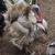 Turkey's 4 thumbnail