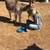 Miniature donkeys 12 thumbnail