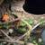 Lizard terrarium 7 thumbnail