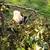 Purebred Nigerian dwarf goats 2 thumbnail