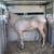 Cremelo dappled Peruvian paso Stallion 3 thumbnail