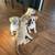 Puppies 1 thumbnail