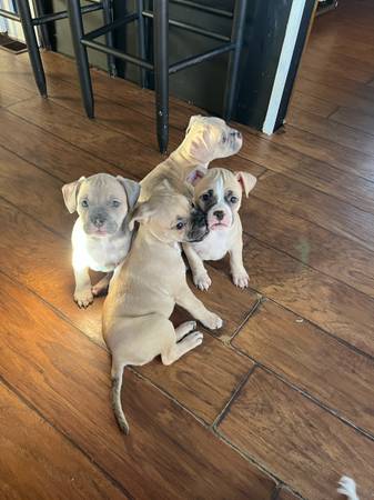 Puppies 1