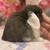 Holland lop 2 thumbnail