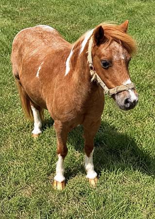 Pony 1