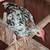 Mille Fleur Clean Legged Young Pair  Male & Female 9 thumbnail