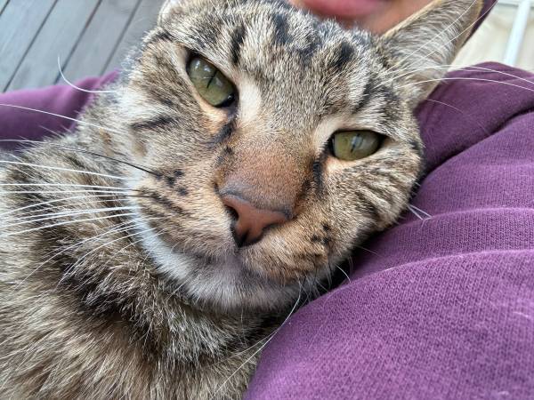Tabby cat 2 years old (Kenner)
